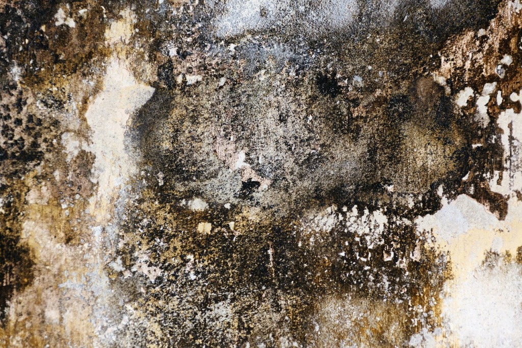 Mold can grow on any surface including glass.