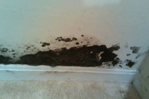 dangers of black molds