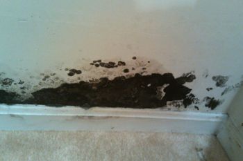 Dangers Of Black Mold Dangers Of Black Molds
